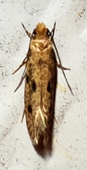 Niditinea orleansella