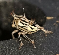 Aconophora compressa