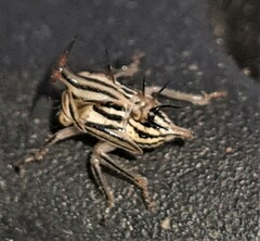 Aconophora compressa