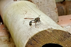 Monoceromyia javana