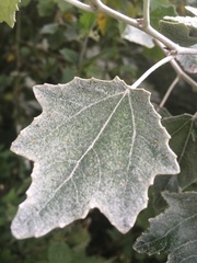 Populus
