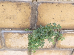 Asplenium ruta-muraria