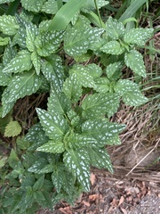 Lamium galeobdolon