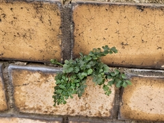 Asplenium ruta-muraria