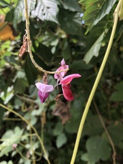 Pueraria montana