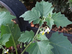 Solanum nigrum