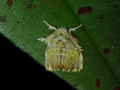 Lymantriinae