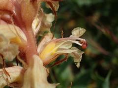 Orobanche amethystea amethystea