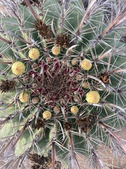 Ferocactus emoryi