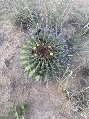 Ferocactus emoryi
