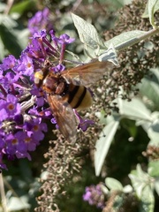 Volucella zonaria