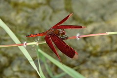 Neurothemis taiwanensis