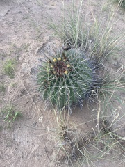 Ferocactus emoryi