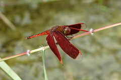 Neurothemis taiwanensis