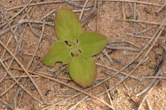 Mesembryanthemum crystallinum