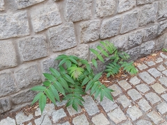 Ailanthus altissima