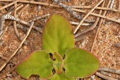 Mesembryanthemum crystallinum