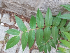 Ailanthus altissima