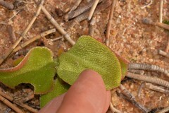Mesembryanthemum crystallinum