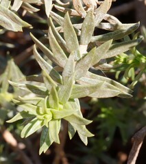 Eremophila miniata