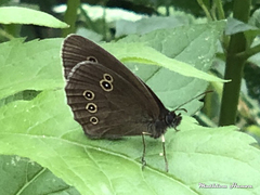 Aphantopus hyperantus