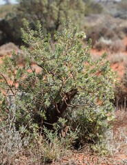 Eremophila miniata