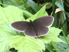 Aphantopus hyperantus