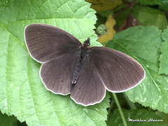 Aphantopus hyperantus
