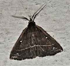 Adrapsa ablualis