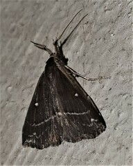 Adrapsa ablualis