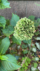 Hydrangea macrophylla