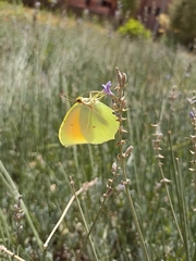 Gonepteryx cleopatra