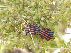 Graphosoma italicum