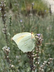 Gonepteryx cleopatra