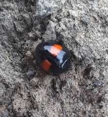 Chilocorus canariensis