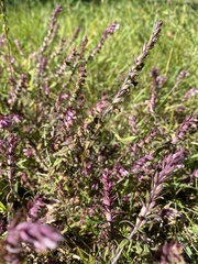 Odontites vernus