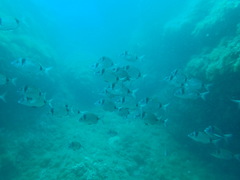 Diplodus vulgaris