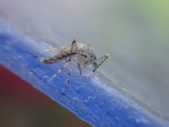 Chaoborus punctipennis