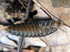 Dendroxena quadrimaculata