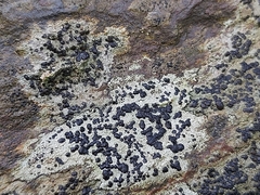 Lecanoromycetes