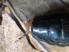 Dendroxena quadrimaculata