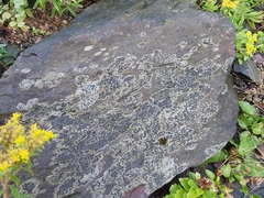 Lecanoromycetes