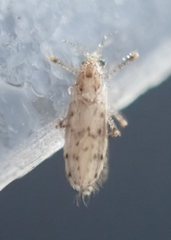 Chaoborus punctipennis