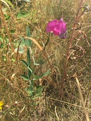 Lathyrus