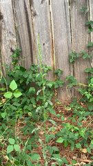 Amaranthus