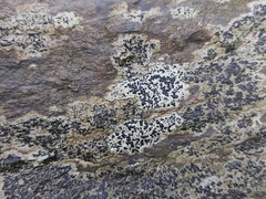 Lecanoromycetes