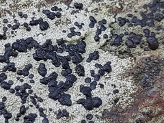 Lecanoromycetes
