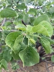 Jatropha cinerea