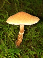 Cystoderma amianthinum