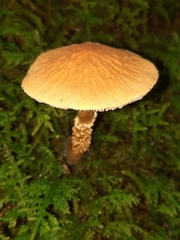 Cystoderma amianthinum